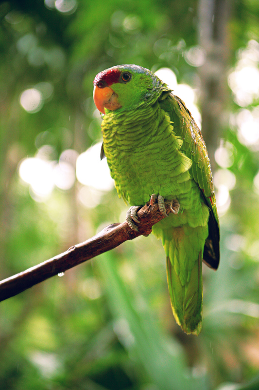 Colorful parrot at Xcaret eco-archaeological park