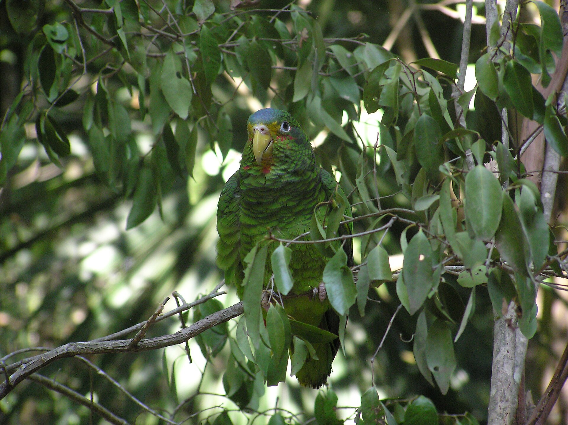 Yellow-lored parrot at Xcaret eco park