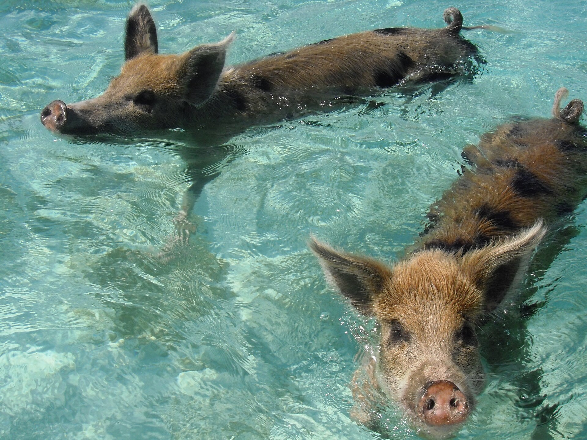 Swimming pigs at Big Major Cay in the Exuma Cays, Bahamas