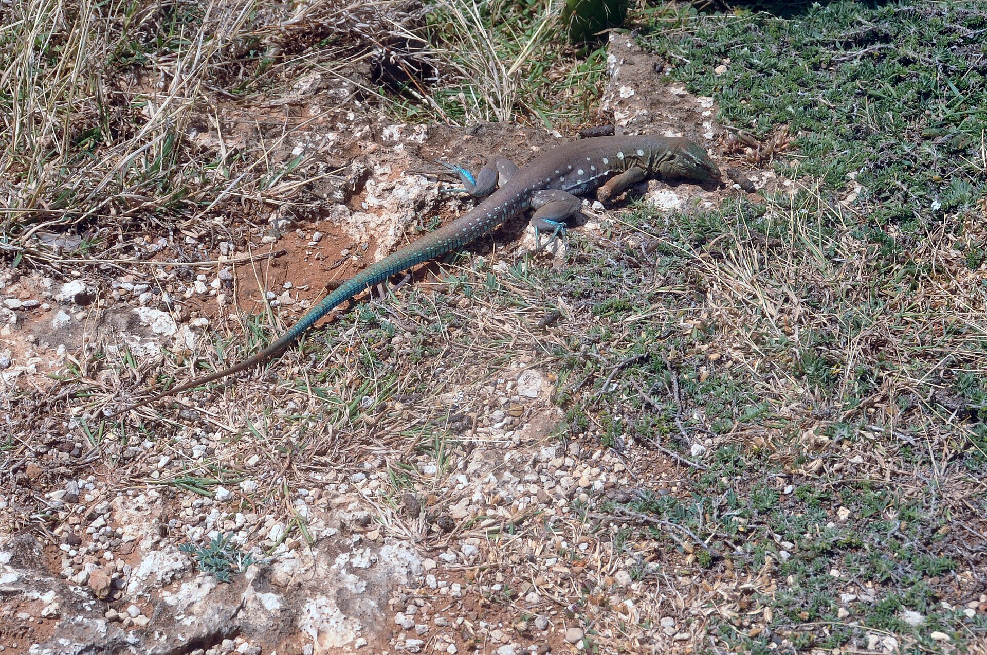 A blue-green whiptail lizard on volcanic rock in Shete Boka National Park, Curaçao
