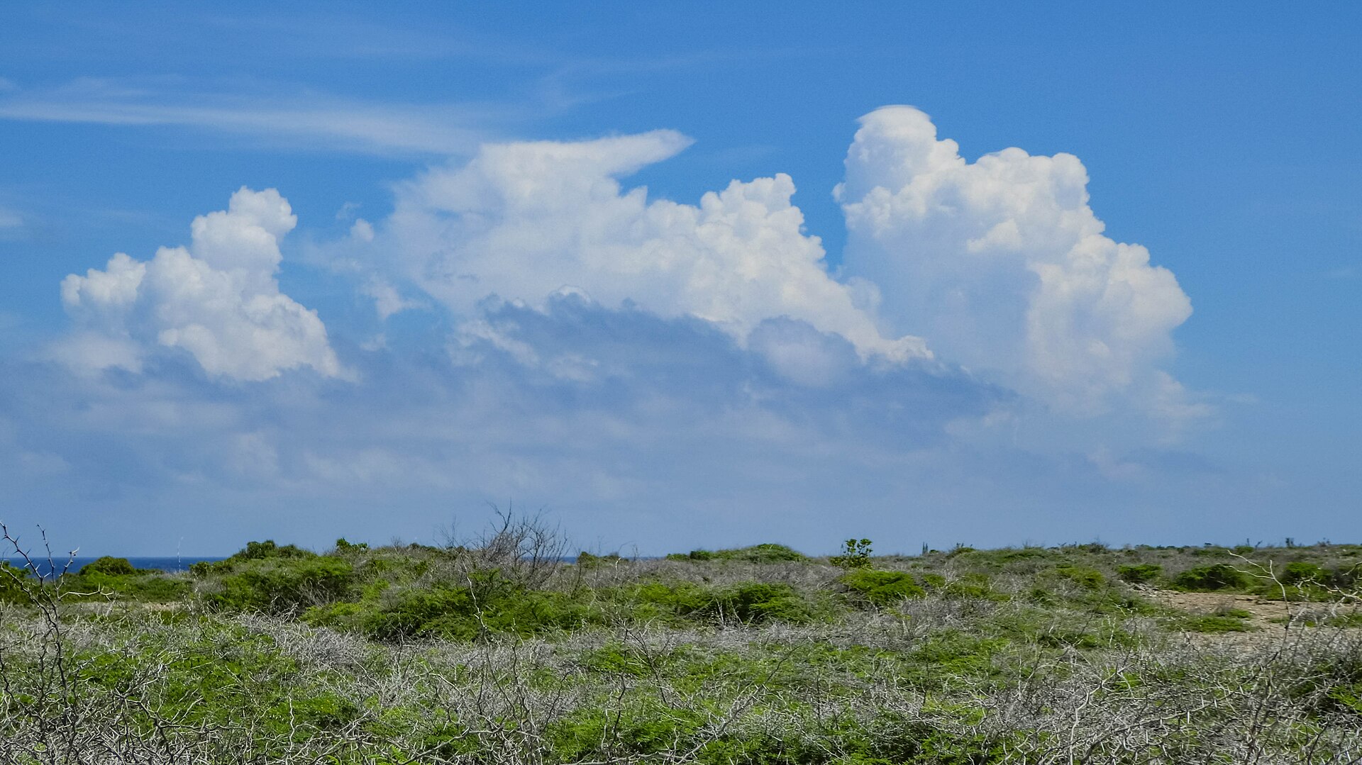 Dry cactus-covered landscape with Mt Christoffel rising in the background, Curaçao