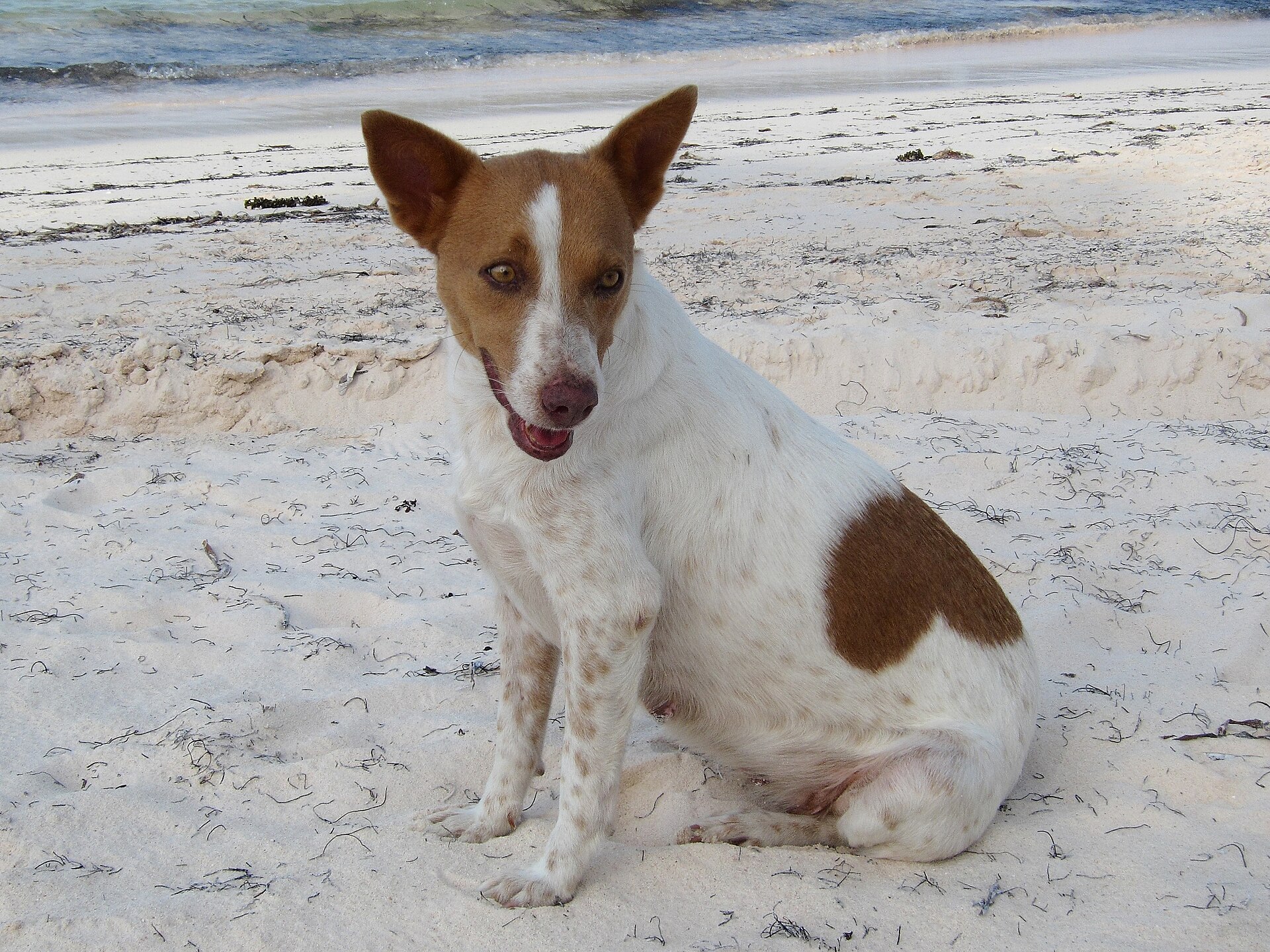 A dog running along the sand at a Punta Cana beach
