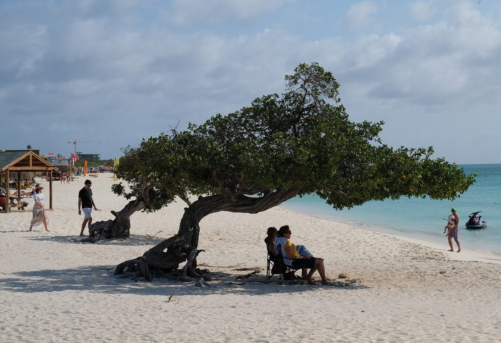 Eagle Beach in Aruba with white sand, a divi-divi tree, and calm turquoise water