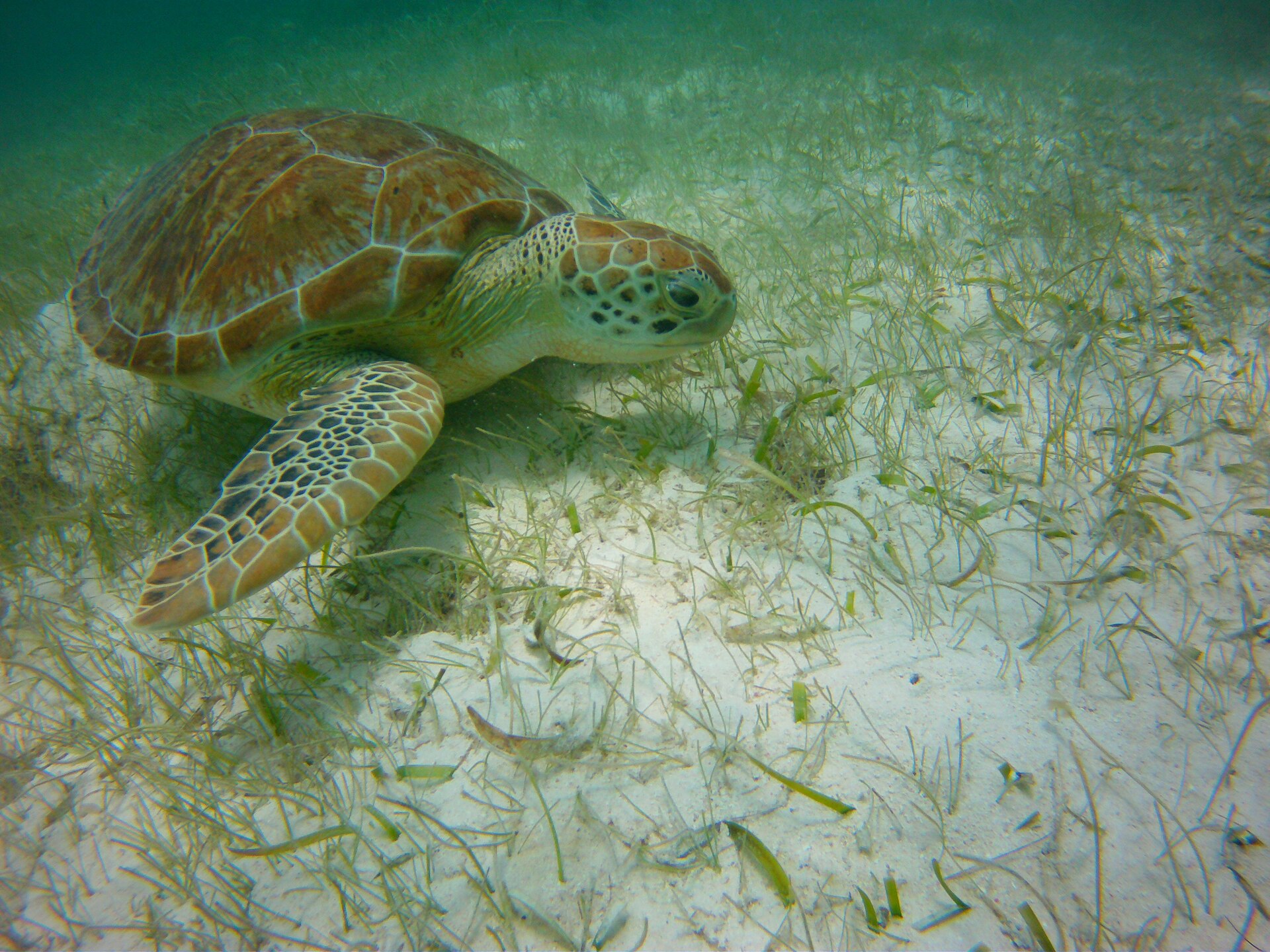 Green sea turtle swimming in the shallow bay at Akumal, Mexico