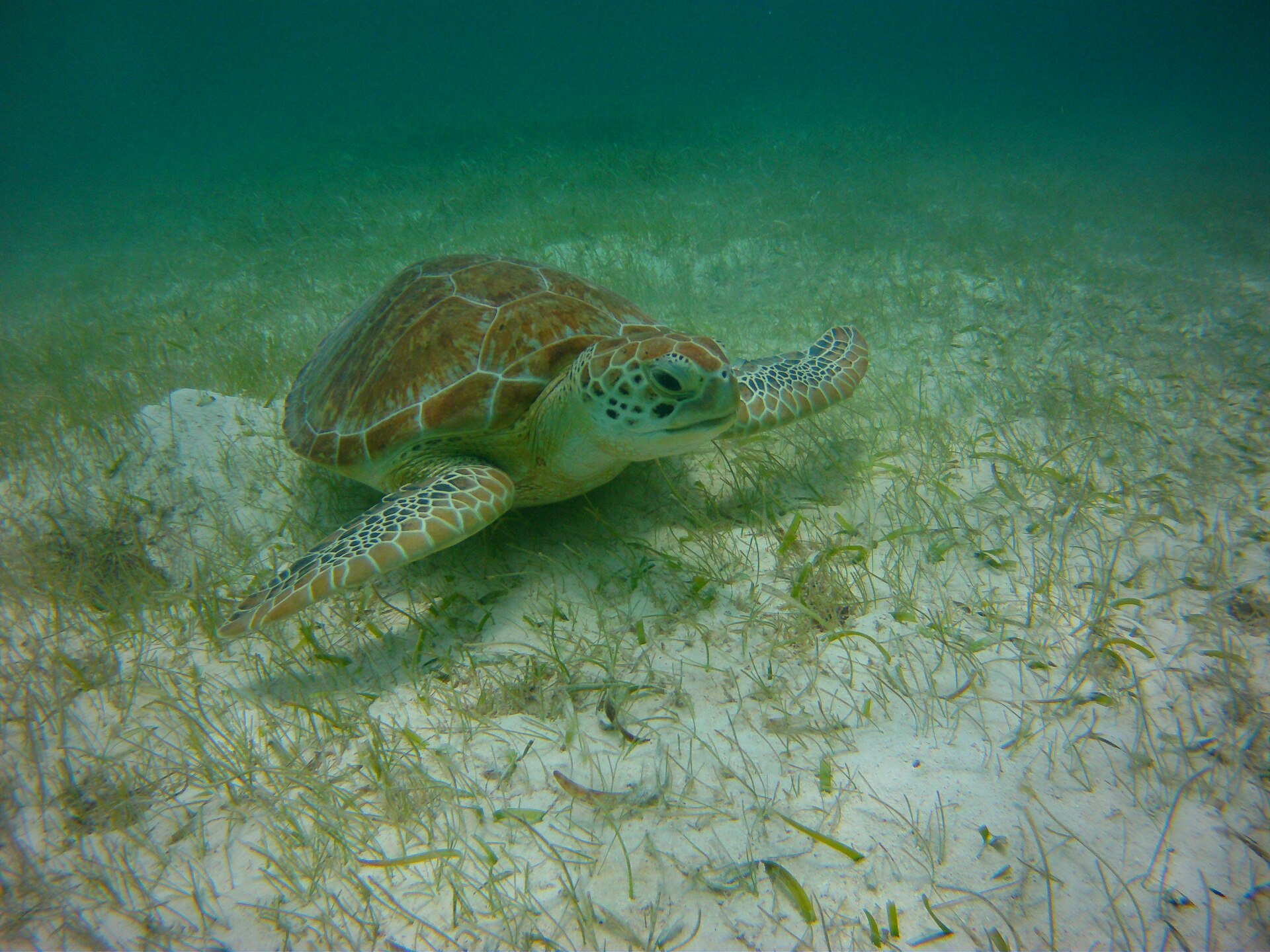 Green sea turtle grazing on seagrass near Akumal