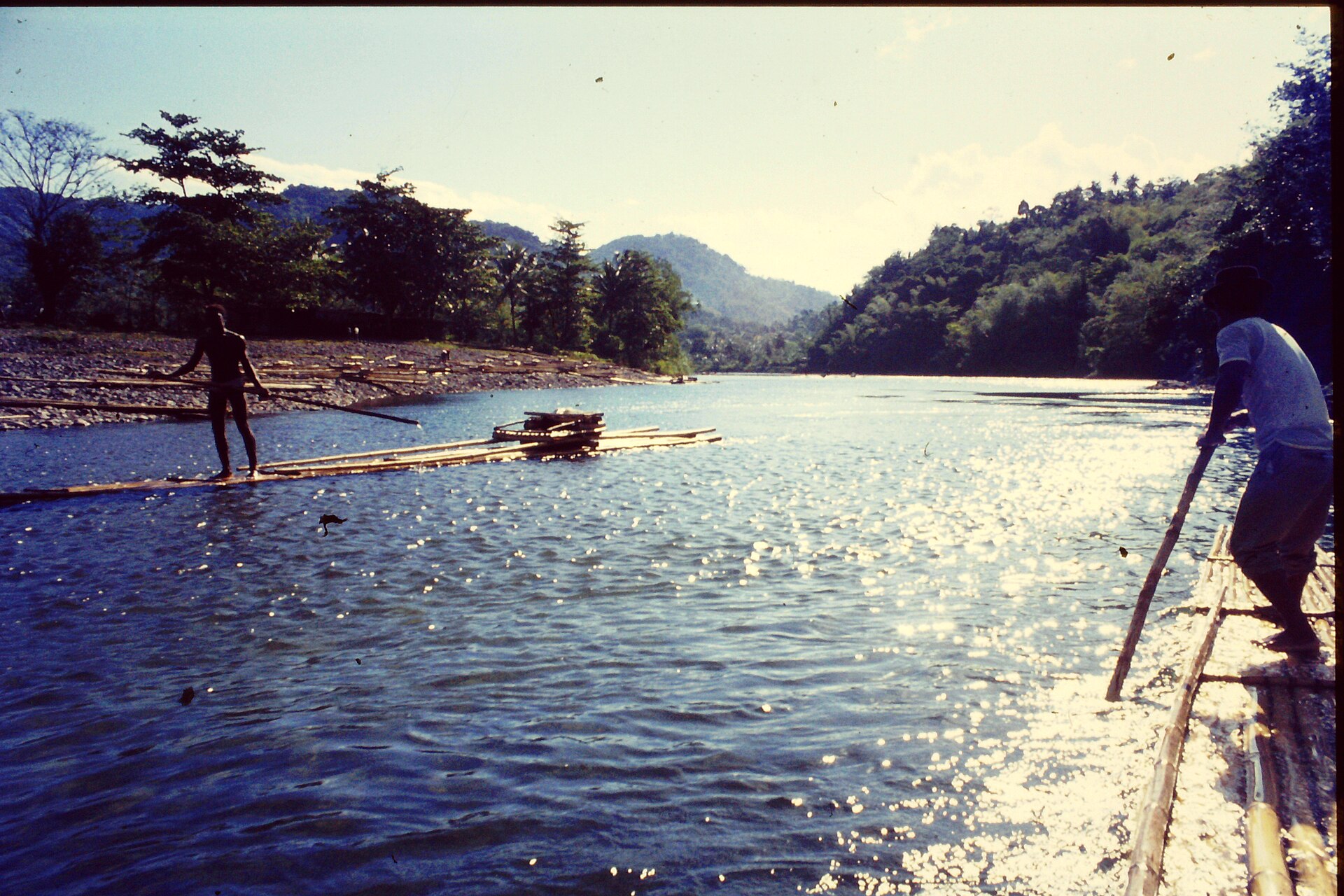 Lush jungle riverbanks along the Rio Grande in Portland, Jamaica